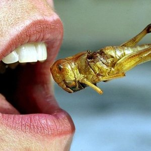 bug_food.jpg