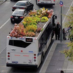 busroots.jpg