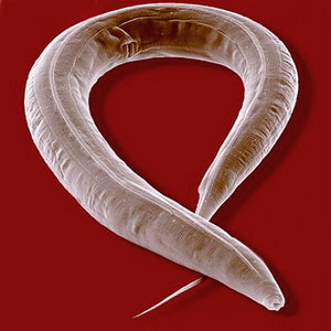 c-elegans_esa.jpg