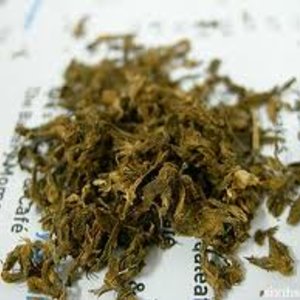 cannabis.jpg