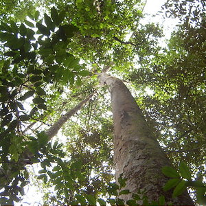canopy_srilanka_chamaln_wc.jpg