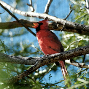 cardinal-singing.jpg