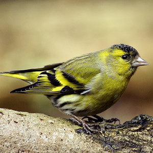 carduelis_spinus_male.jpg