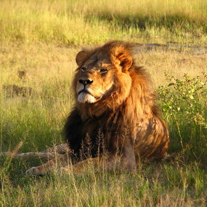cecil_the_lion.jpg