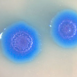 cellules-CraigVenter.jpg