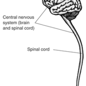 central_nervous_system.gif