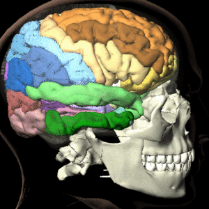 cerveau-carte.gif