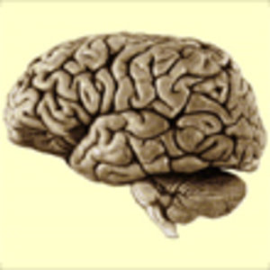 cerveau-quoi-ca-sert.jpg