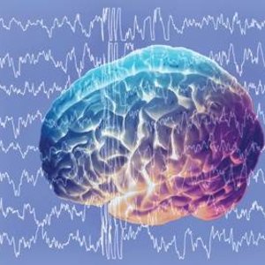 cerveau-rythmes.jpg