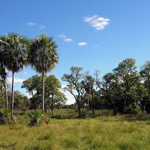 chaco_boreal_paraguay_ilosuna_wc.jpg