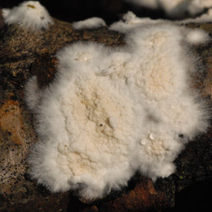 champignon_forestier.jpg