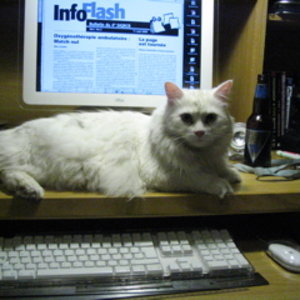 chatinfoflash.jpg