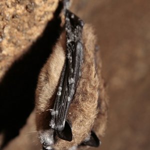 chauve-souris-museaublanc.jpg