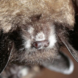 chauve-souris1.jpg