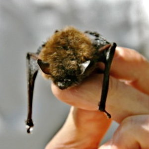 chauve_souris_malade.jpg