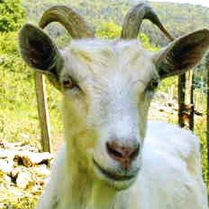 chevre.jpg