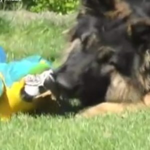chien-perroquet-amis.jpg