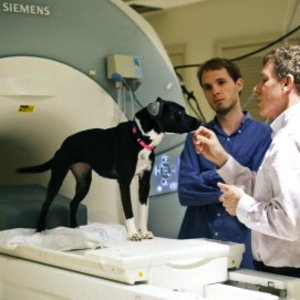 chien-scanner.jpg