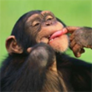 chimp-grimace.jpg