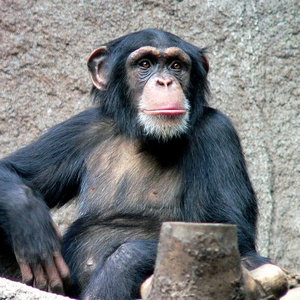 chimpanse_zoo_leipzig3.jpg