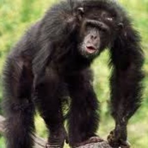 chimpanze_penis.jpg