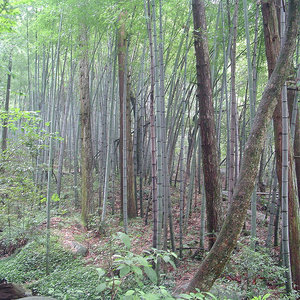 china_bambooforest_alexansley_wc.jpg