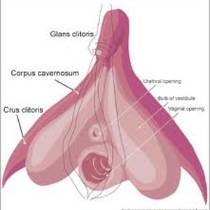 clitoris.jpg