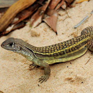cloning-lizard-eaten_28416_600x450.jpg