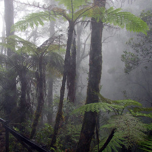 cloud_forest_borneo_wc.jpg