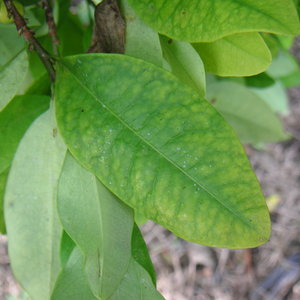 colcoca02.jpg