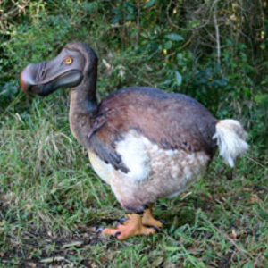 complete_dodo.jpg