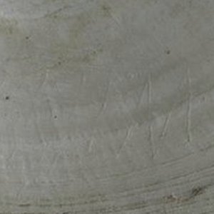 coquillage-homoerectus.jpg