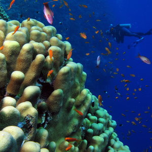 coral_fish_and_one_diver_6165872709.jpg