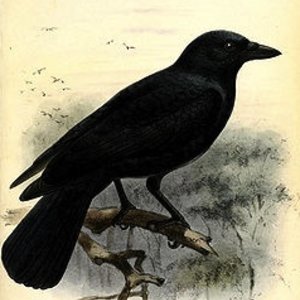corbeaucaledonien.jpg