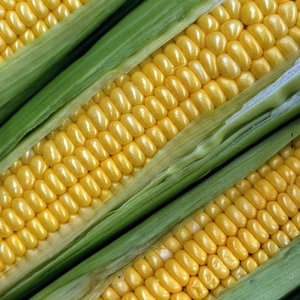 corn1.jpg