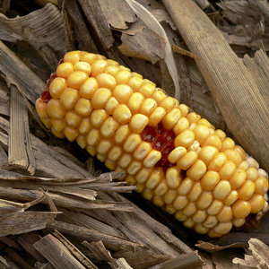 corn_jster1.jpg