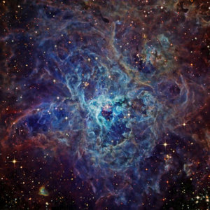 cosmos-2.jpg