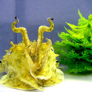 cuttlefish-mimic-shapes-gestures-artificial-plant_36147_600x450.jpg