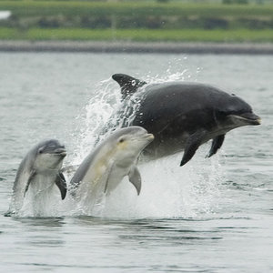 dauphins.jpg