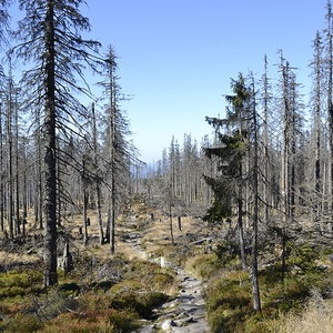 dead_trees_german_forest_highcontrast.jpg