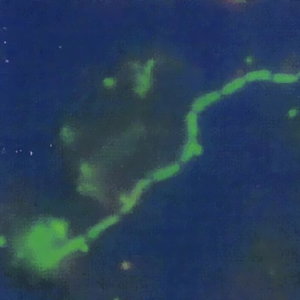 deep_sea_bacteria.jpg