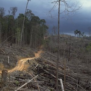 deforestation_indonesia_aidenvironment_wc.jpg