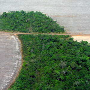 deforestationamazonie_pedrobiondi_agenciabrasil_wc.jpg