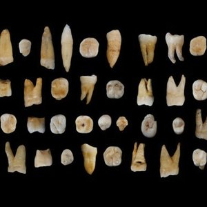 dents-47-fossiles-chine-2015.jpg