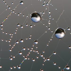 dew_on_spider_web_luc_viatour.jpg