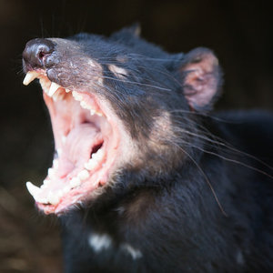 diable_de_tasmanie.jpg