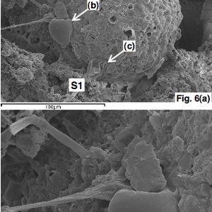 diatomees-meteorites.jpg