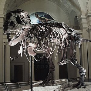 dinosaure-chicago.jpg