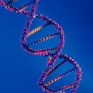 dna2.jpg