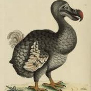 dodo.jpg